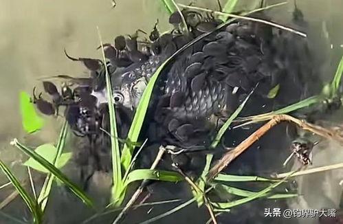 蝌蚪在线视频观看,蝌蚪在线视频深度解析